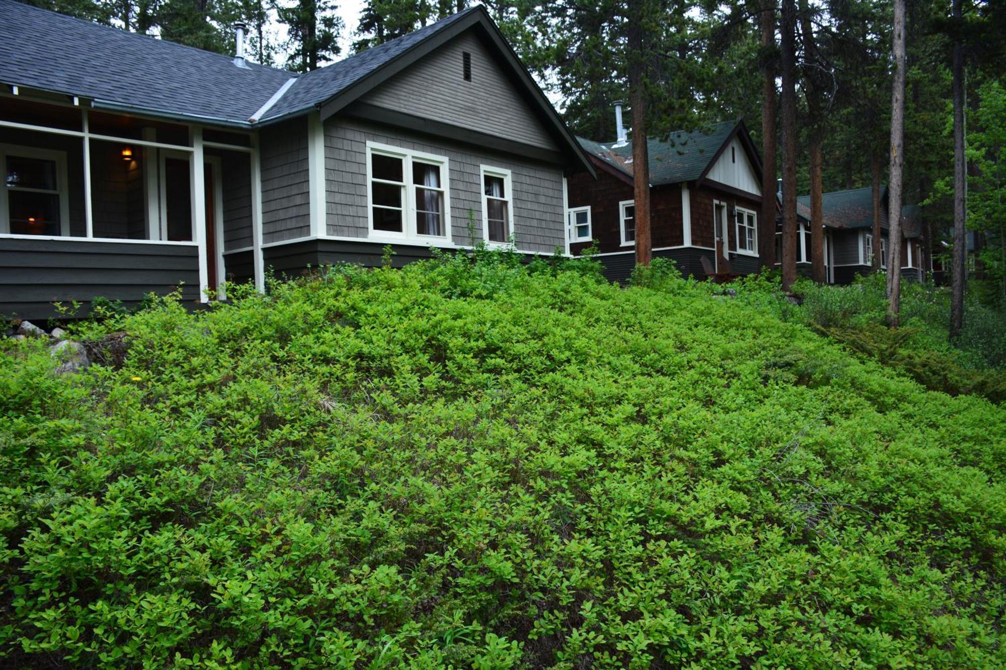 Johnston Canyon Lodge & Bungalows Castle Junction Exterior foto
